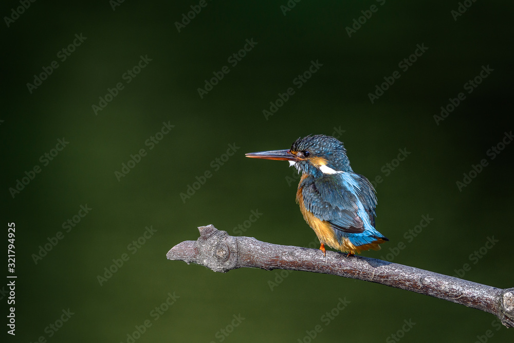Fototapeta premium Kingfisher on a branch close up portrait