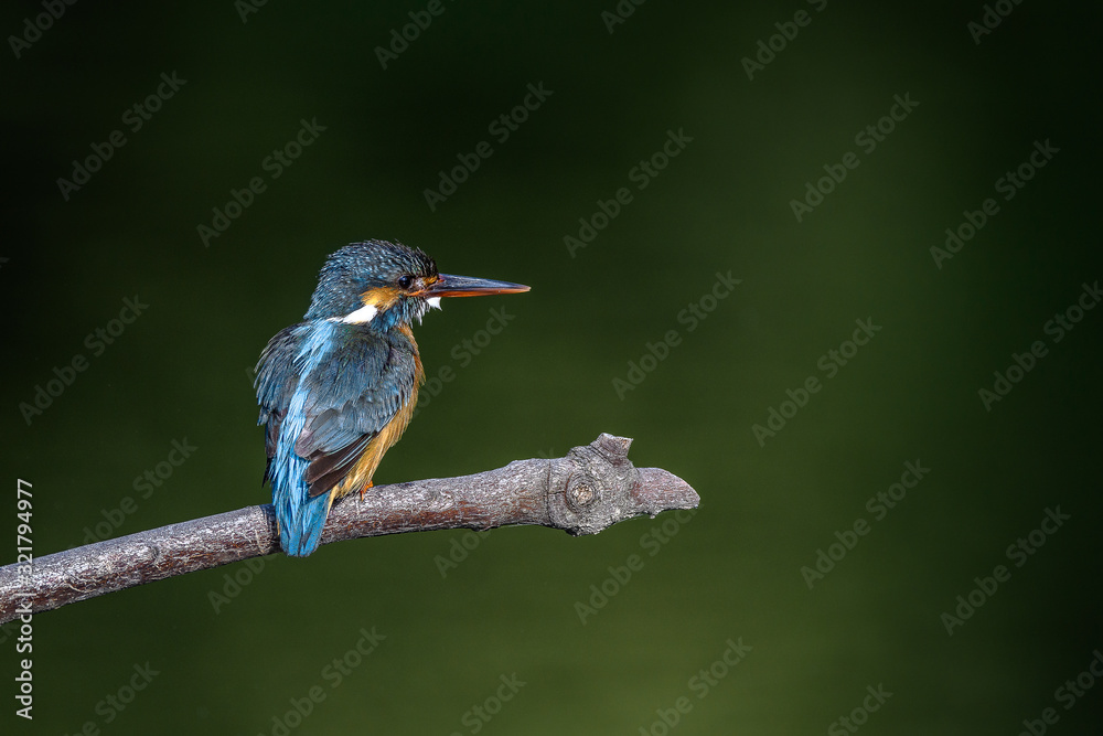 Fototapeta premium Kingfisher on a branch close up portrait