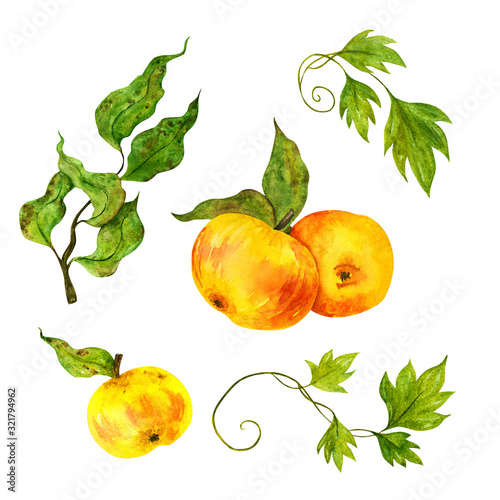 Set of watercolor illustrations apples, leaves and ivy branches.
