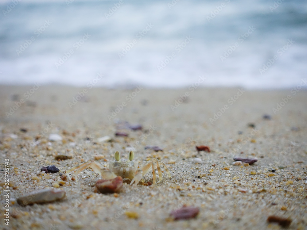 Little Ghost crab on the beach in thailand. Little Ghost crab on the beach in thailand.