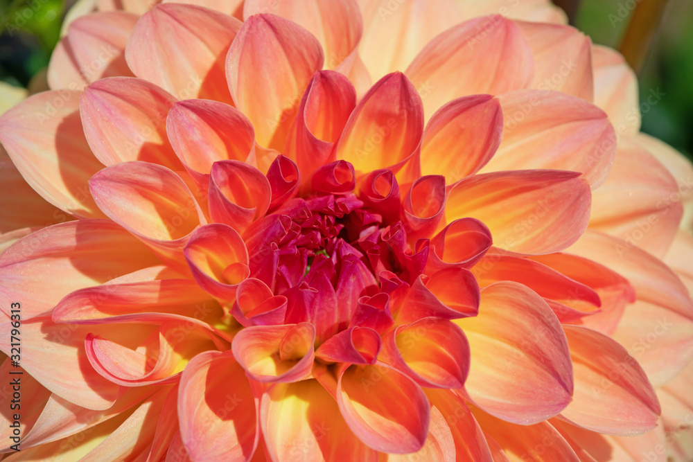 Fototapeta premium Dahlia flower