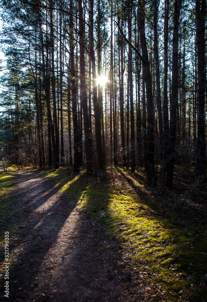 Fototapeta premium Shadows in the woods
