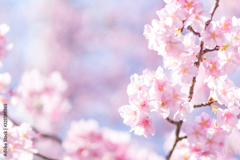 河津桜 河津桜