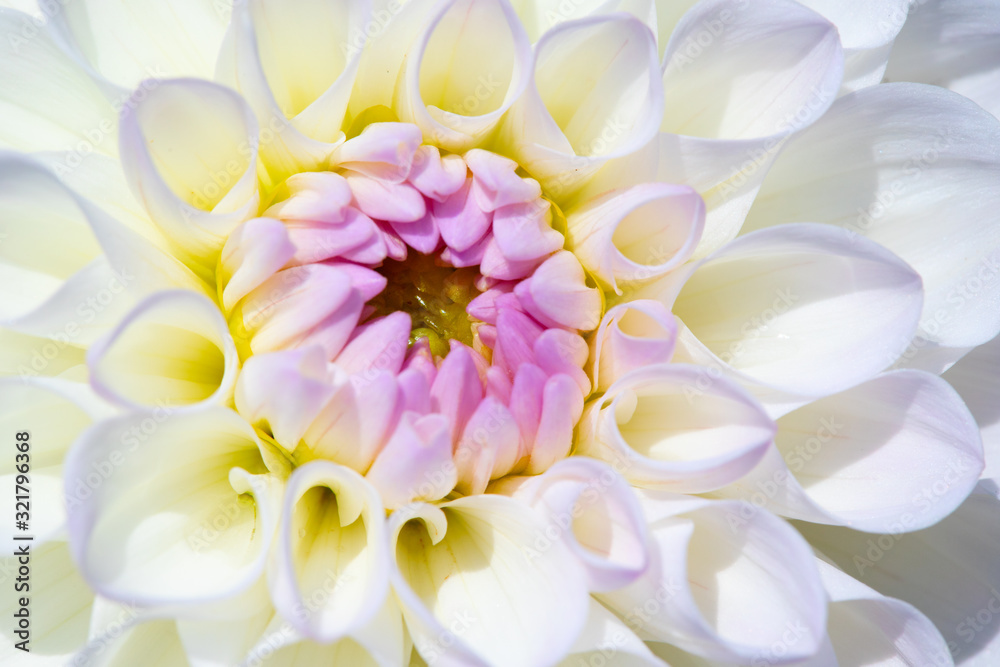 Obraz premium Dahlia flower