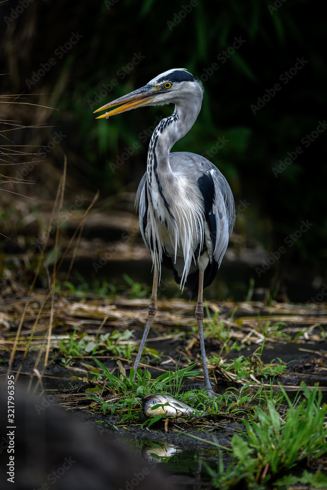 grey heron killing and holding a big fish grey heron killing and holding a big fish