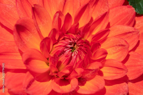 Dahlia flower