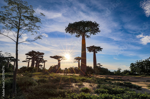 Sunset in Madagascar  baobas 