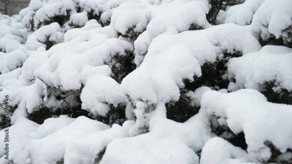 Pine branches covered with sparkling thick snow in a forest in winter in slow motion Pine branches covered with sparkling thick snow in a forest in winter in slow motion
