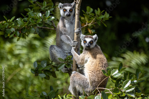 Fototapeta Naklejka Na Ścianę i Meble -  lemur in Madagascar 