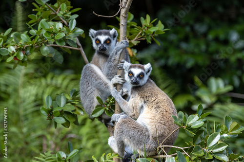 lemur in Madagascar 