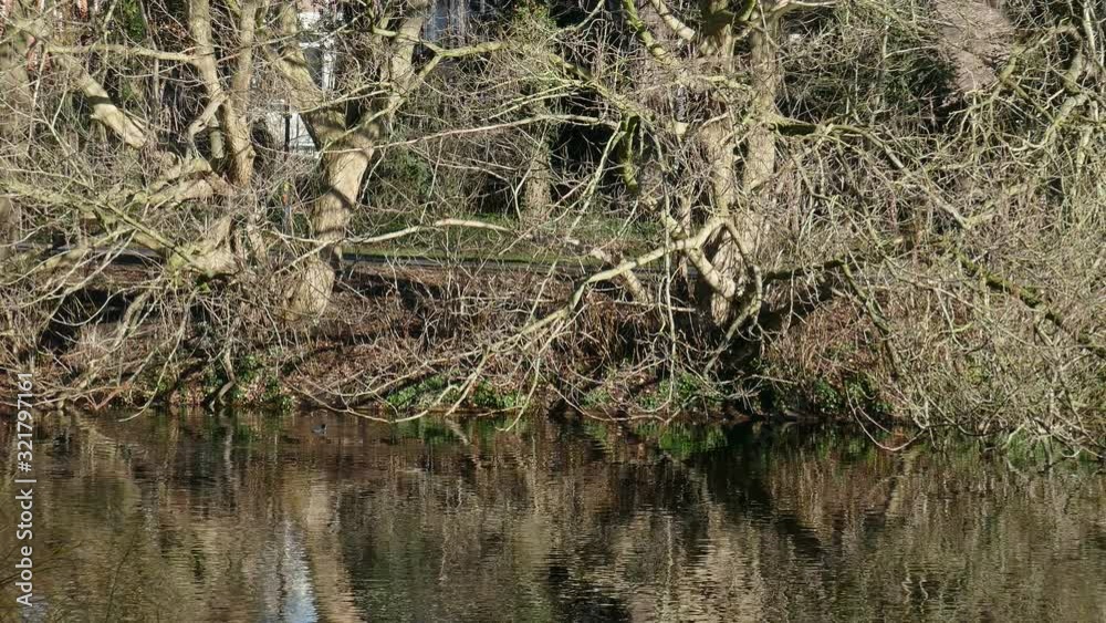 Kahle Bäume im Winter an einem Parkteich, Bremen