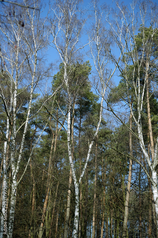 forest in winter - birch trunks and conifers
