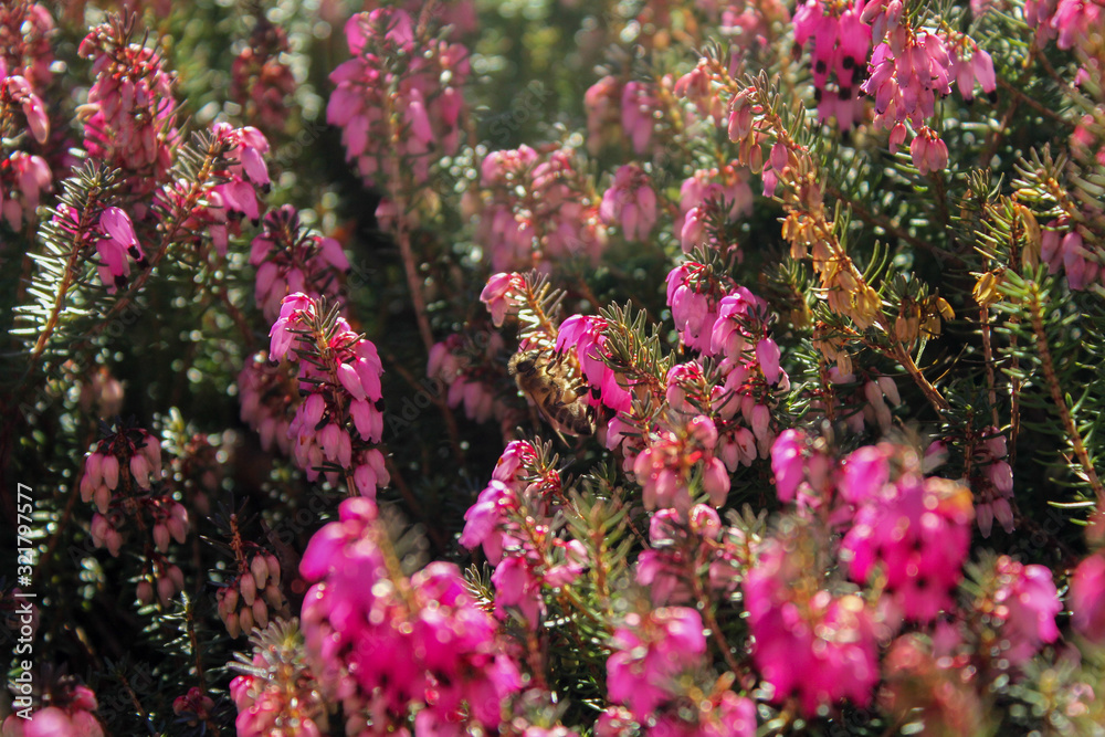 Obraz premium Alpine Heath with Bee