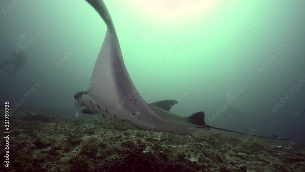 giant manta ray swims over coral reef