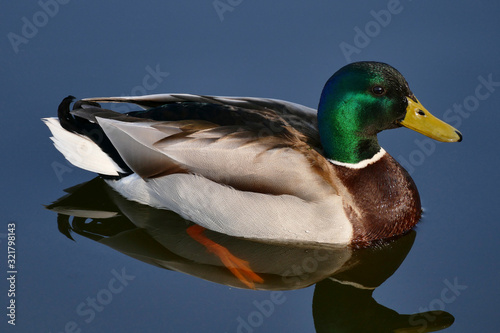Canvas Print duck on water