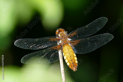 dragonfly © Hans Steen-Kiel
