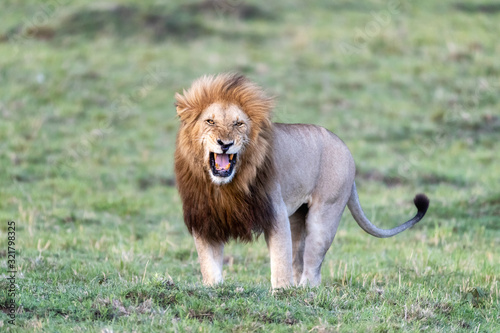 Adult male lion baring his teeth