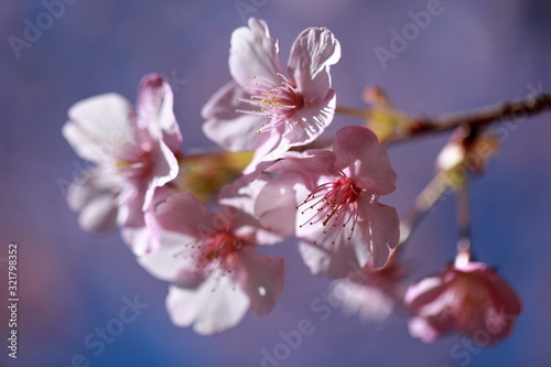 Cherry blossoms are coming out here and there.