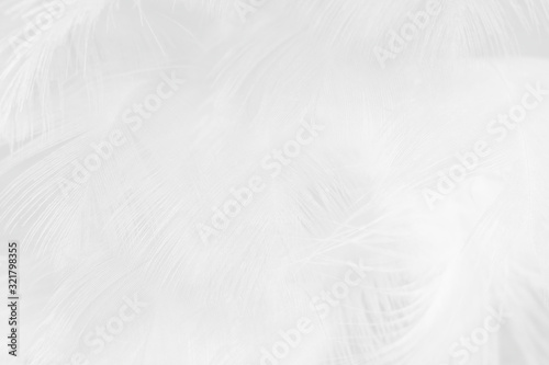 Beautiful white feather wooly pattern texture background © nadtytok28