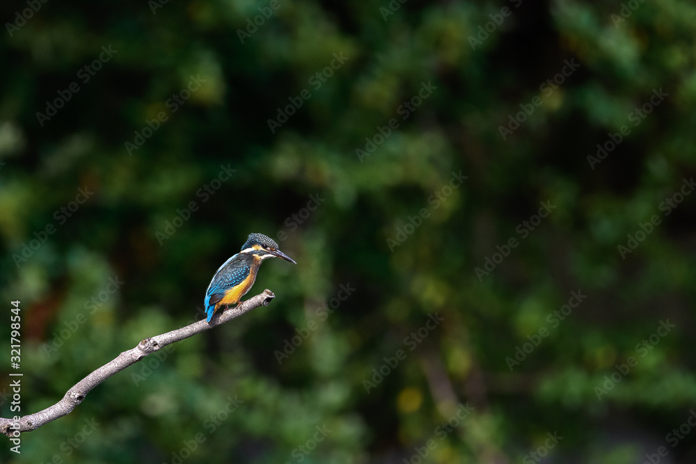 Obraz premium Kingfisher on a branch