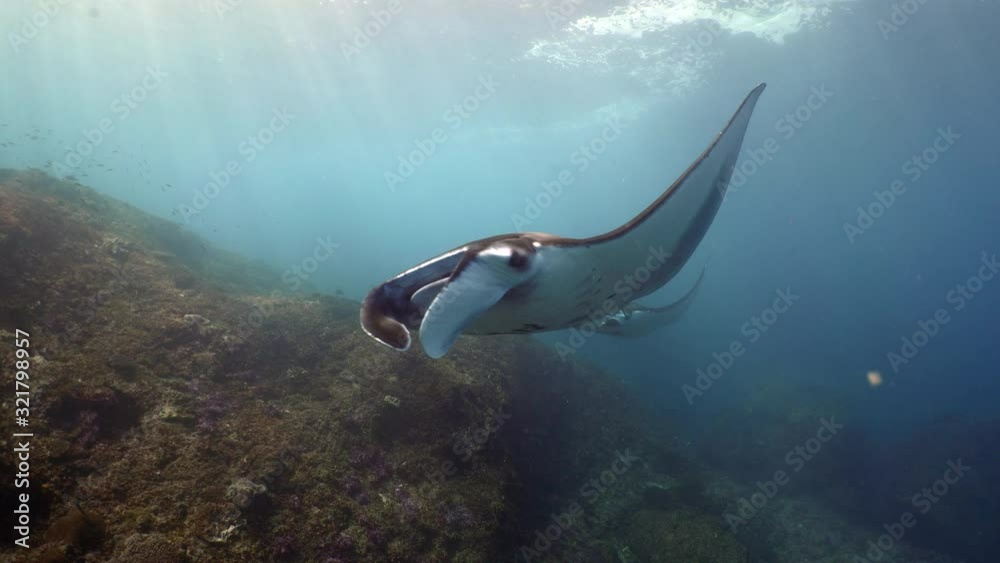 3 giant manta ray swims over coral reef