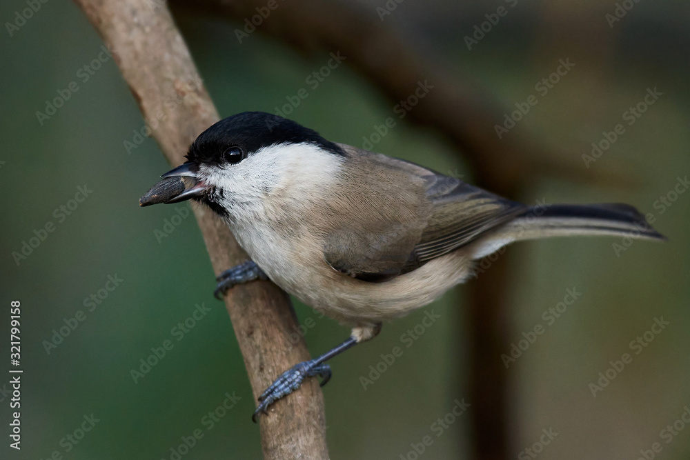 Obraz premium Marsh tit (Poecile palustris)