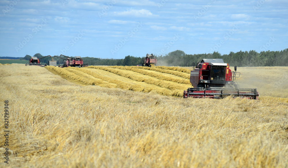 Fototapeta premium A group of harvesters working in a wheat field, summer harvest of grain.
