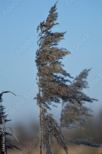 Fototapeta Naklejka Na Ścianę i Meble -  grass on the lake