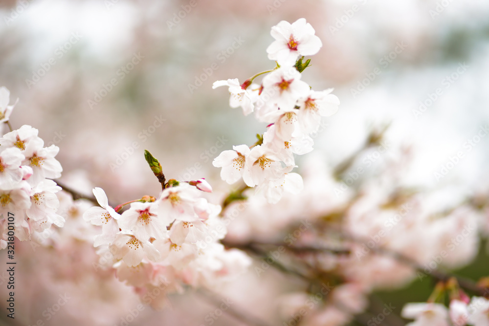 pink cherry blossom in korea