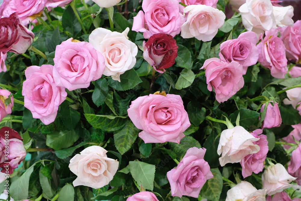 bouquet of pink roses