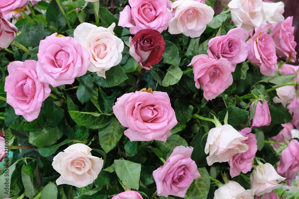bouquet of pink roses bouquet of pink roses