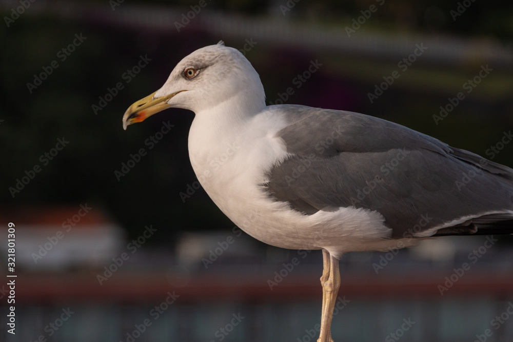 zutrauliche Möve zutrauliche Möve