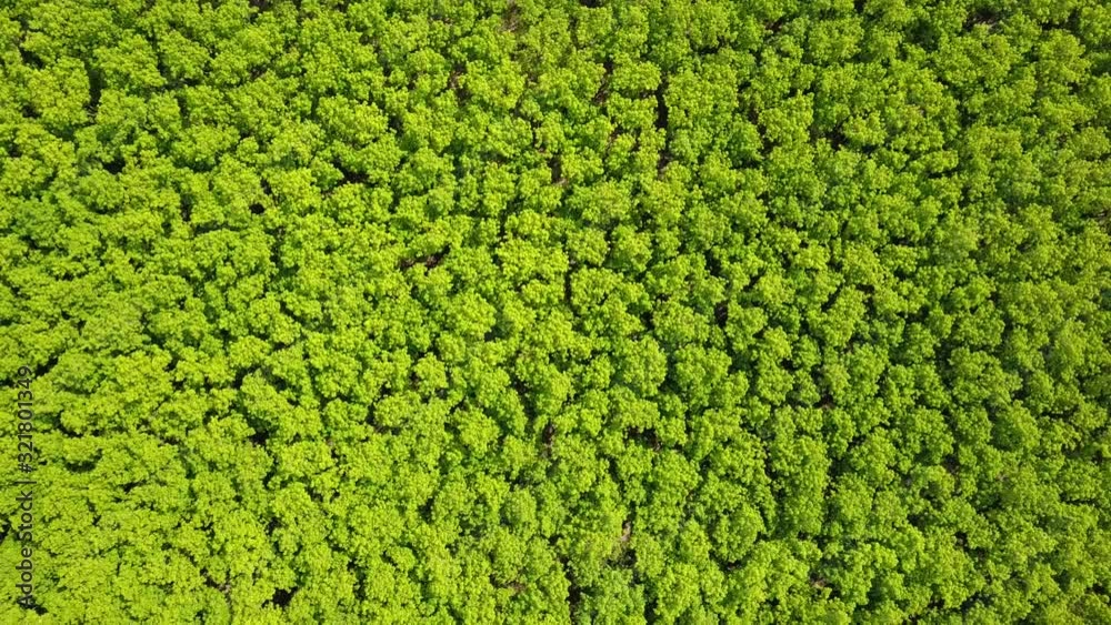 Aerial view: Top view of rubber plantations in Thailand Aerial view: Top view of rubber plantations in Thailand