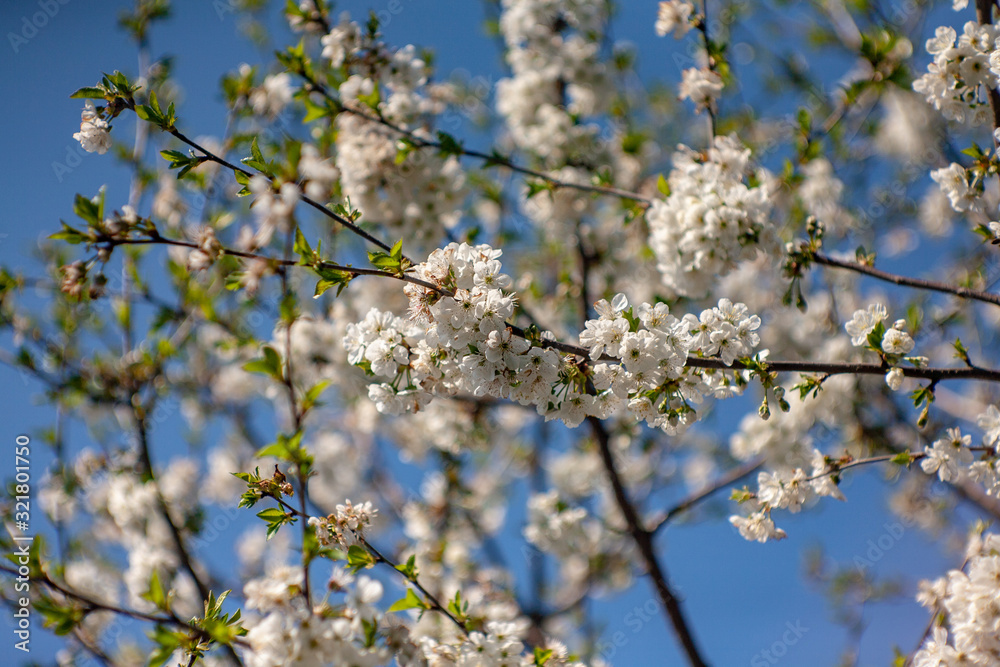 Bird cherry blossoms flowers in spring. Spring blossom flowers of bird cherry tree. Spring bird cherry tree flowers. Bird cherry tree flowers bloom in spring
