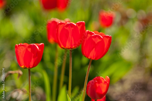 Very beautiful red tulips that grow in my garden. © Igor Syrbu