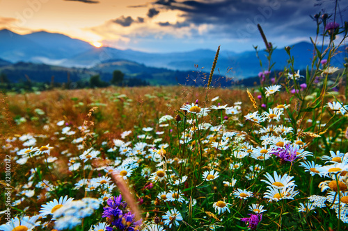 Fototapeta wildflowers, meadow and beautiful sunset in carpathian mountains - summer landscape, spruces on hills, dark cloudy sky and bright sunlight