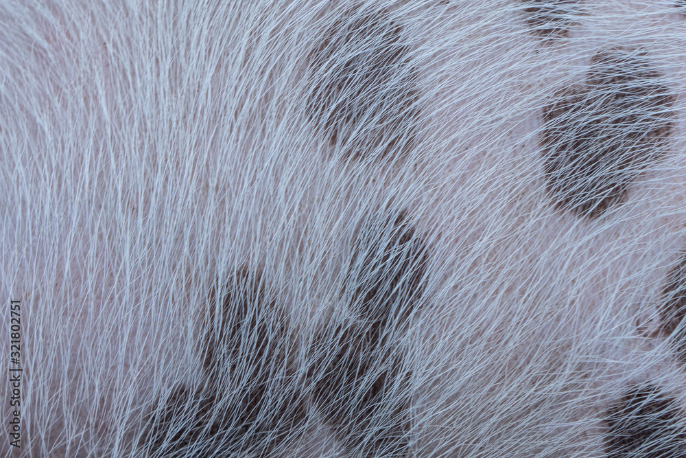 Animal wool skin texture background. Animal wool skin texture background.