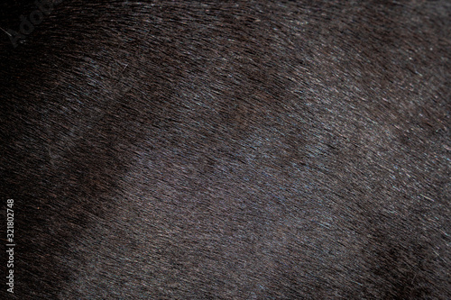 Animal wool skin texture background.
