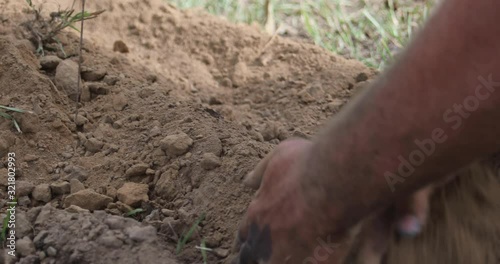 Closeup of a landscape worker backfilling a trench for a newly installed automatic irrigation system in the yard and pushing soil around a rotor sprinkler head with his hands covered in dirt