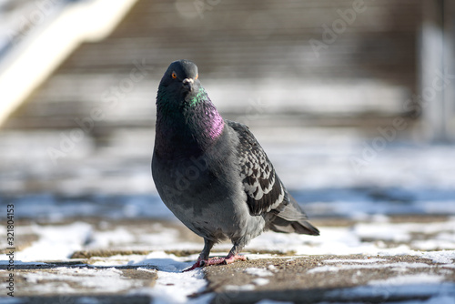 Pigeon in the winter in the park with other pigeons looking to eat