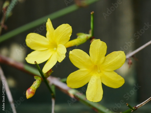 Close up of two yellow winter jasmine flowers