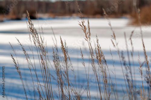 Tall dry grass on the banks of an ice-covered river on a clear sunny winter day