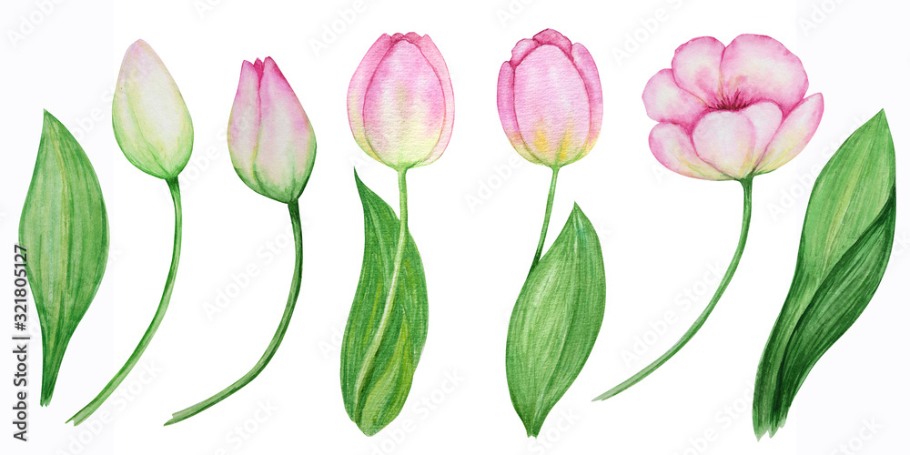 Pink yellow tulip set, hand drawn watercolor botanical illustration. Floral element isolated on white background. Beautiful spring flower. Make your greeting card, invitation, poster, banner design