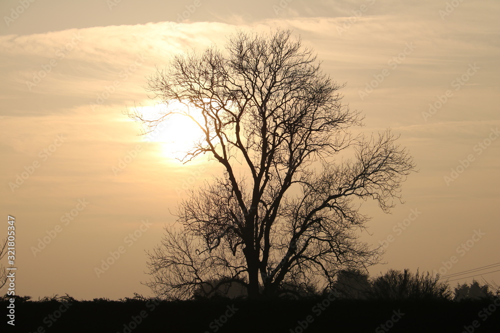 silhouetted tree by sun rays