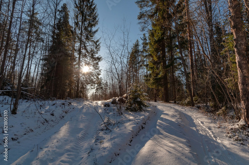 Wallpaper Mural A clear frosty winter day, a snowy road in a dense forest, the sun shines through the branches of trees Torontodigital.ca