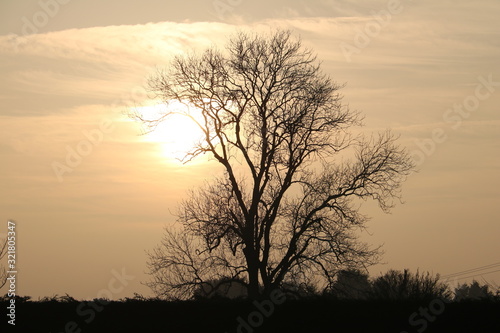 silhouetted tree by sun rays