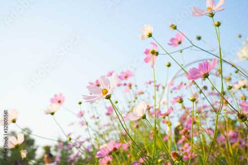 pink cosmos flowers on green background © krin
