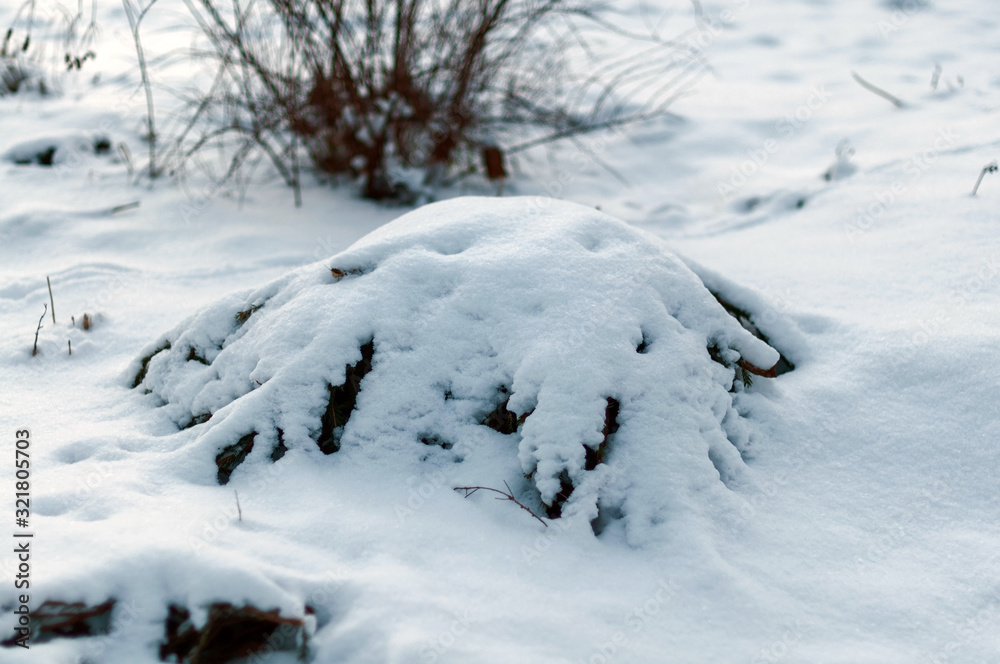Flower bushes sheltered for the winter, spruce branches covered with snow Flower bushes sheltered for the winter, spruce branches covered with snow