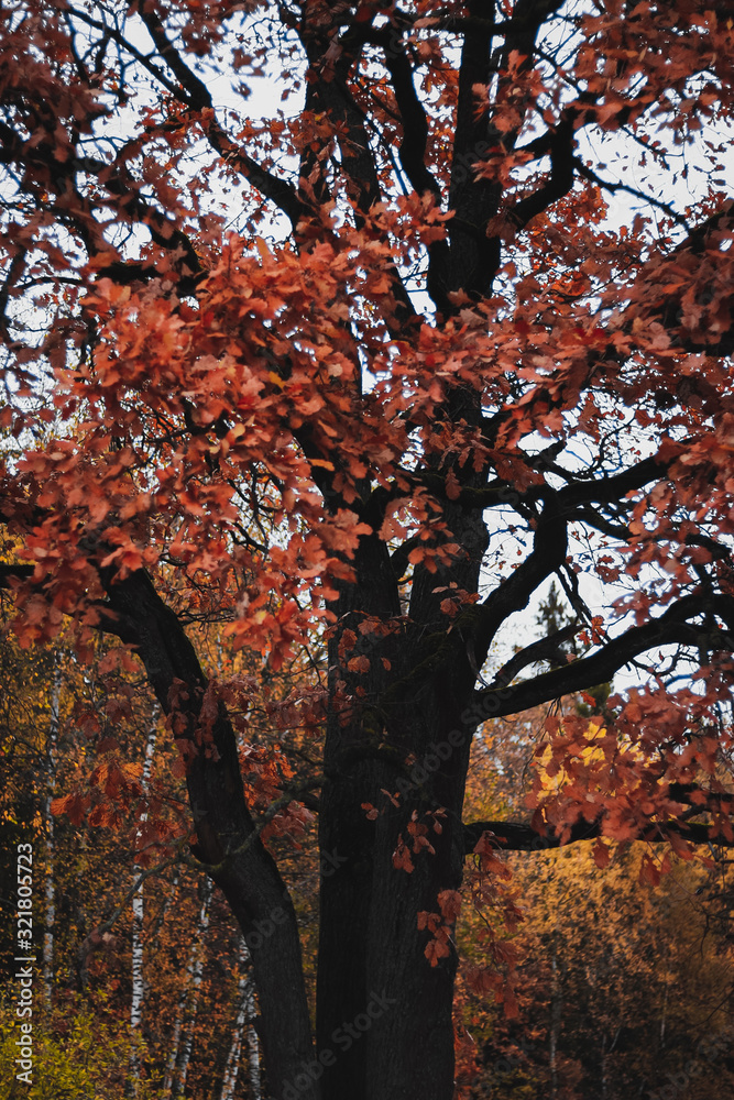Fototapeta premium tree in autumn