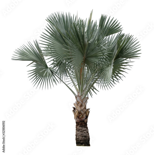 Leinwand Poster Beautiful bismarck palm tree isolated on white background